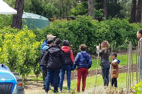 Day Tour Of Yarra Valley Puffing Billy And Rayners Orchard - Brisbane Tourism 16