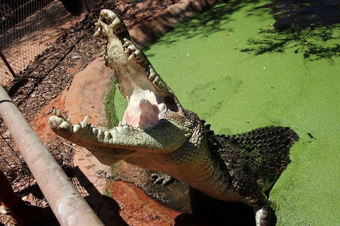 Malcolm Douglas Crocodile Park - Brisbane Tourism 10