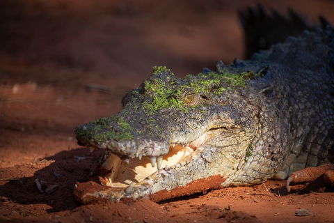 Malcolm Douglas Crocodile Park - Brisbane Tourism 11