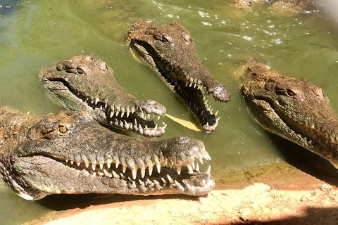 Malcolm Douglas Crocodile Park - Brisbane Tourism 5