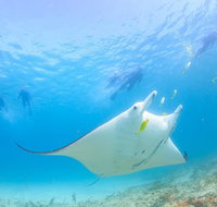 Marine Eco Safari - Swim with Manta Rays - Tourism Brisbane