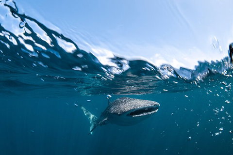Whale Shark Safari - Tourism Brisbane 6
