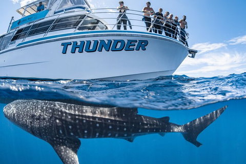 Whale Shark Safari - Tourism Brisbane 1