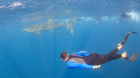 Whale Shark Safari - Tourism Brisbane 4