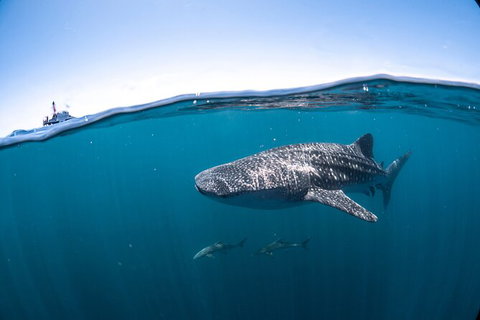 Whale Shark Safari - Tourism Brisbane 3