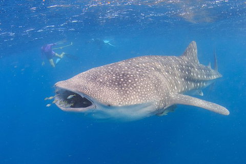 Whale Shark Safari - Tourism Brisbane 5