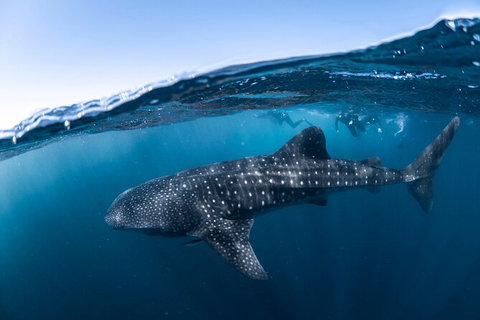 Whale Shark Safari - Tourism Brisbane 2