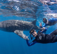 Whale Shark Safari - Tourism Brisbane