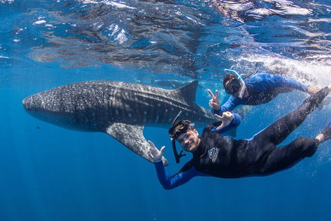 Whale Shark Safari - Tourism Brisbane 0