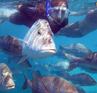 Coral Bay 2-Hour Coral Viewing and Snorkeling - Tourism Brisbane