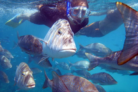 Coral Bay 2-Hour Coral Viewing And Snorkeling - Tourism Brisbane 0