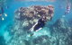 Coral Bay 2-Hour Coral Viewing And Snorkeling - thumb 3