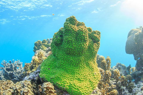 Coral Bay 2-Hour Coral Viewing And Snorkeling - Tourism Brisbane 5