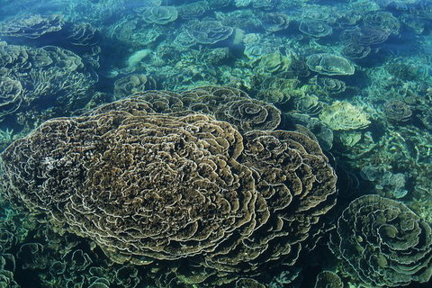 Coral Bay 2-Hour Coral Viewing And Snorkeling - Tourism Brisbane 1