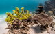 Coral Bay 2-Hour Coral Viewing And Snorkeling - thumb 2