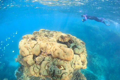 Coral Bay 2-Hour Coral Viewing And Snorkeling - Tourism Brisbane 4