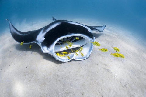 Ningaloo Adventure And Manta Ray Tour - Tourism Brisbane 9