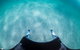 Ningaloo Adventure And Manta Ray Tour - thumb 5