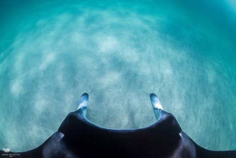 Ningaloo Adventure And Manta Ray Tour - Tourism Brisbane 5