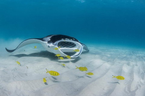 Ningaloo Adventure And Manta Ray Tour - Tourism Brisbane 2