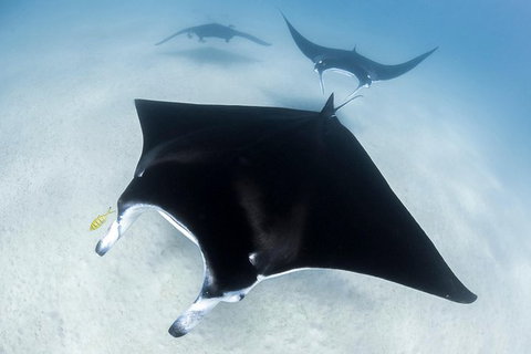 Ningaloo Adventure And Manta Ray Tour - Tourism Brisbane 1