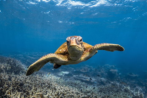 Ningaloo Adventure And Manta Ray Tour - Tourism Brisbane 3
