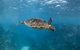 Ningaloo Adventure And Manta Ray Tour - thumb 7