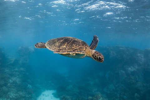 Ningaloo Adventure And Manta Ray Tour - Tourism Brisbane 7