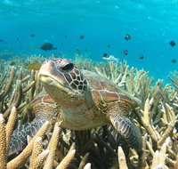 Coral Bay 3-Hour Turtle Ecotour - Tourism Brisbane