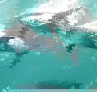 Roebuck Bay Snubfin Dolphin Cruise - Brisbane Tourism