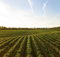 Snapshot Half Day Winery Tour - Tourism Brisbane