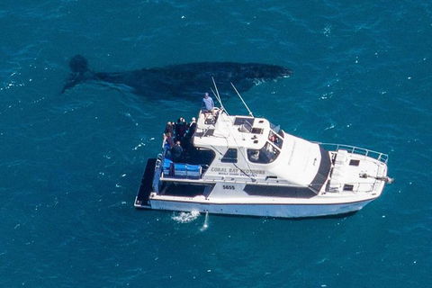 Humpback Whale Safari - Brisbane Tourism 2