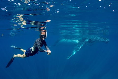 Humpback Whale Safari - Brisbane Tourism 1