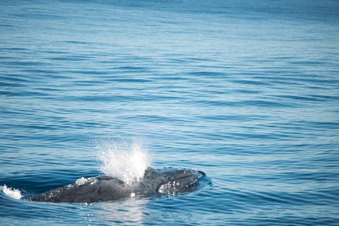 Humpback Whale Safari - Brisbane Tourism 4