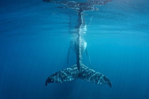 Humpback Whale Safari - Brisbane Tourism 5