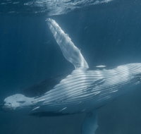 Humpback Whale Safari - Tourism Brisbane