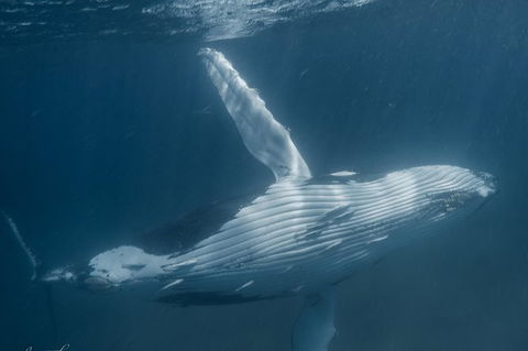 Humpback Whale Safari - Brisbane Tourism 0