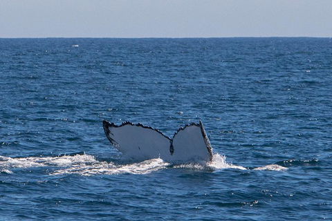 Humpback Whale Safari - Brisbane Tourism 3