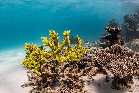 Coral Bay 1-Hour Coral Viewing - Tourism Brisbane 4