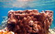 Coral Bay 1-Hour Coral Viewing - thumb 5