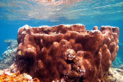 Coral Bay 1-Hour Coral Viewing - Tourism Brisbane 5
