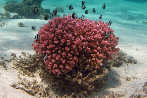 Coral Bay 1-Hour Coral Viewing - Tourism Brisbane 2