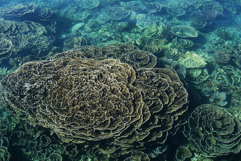 Coral Bay 1-Hour Coral Viewing - Tourism Brisbane 6