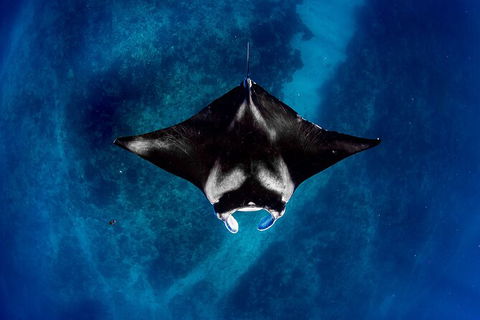 Life On Ningaloo Swimming Tour In Exmouth - Brisbane Tourism 3