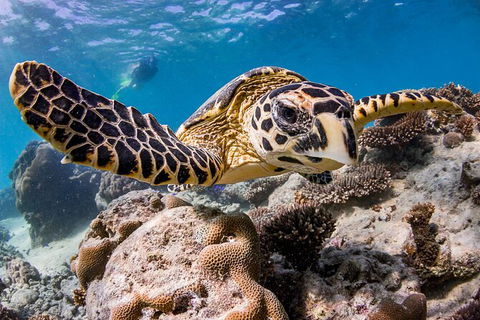 Life On Ningaloo Swimming Tour In Exmouth - Brisbane Tourism 1