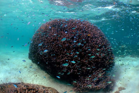 5 Night Ningaloo Reef Ningaloo Escape From Coral Bay - Tourism Brisbane 3