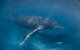 Full-Day Whale Watching Snorkeling And Swimming At Coral Bay - thumb 6