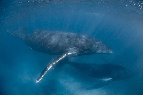 Full-Day Whale Watching Snorkeling And Swimming At Coral Bay - Tourism Brisbane 6