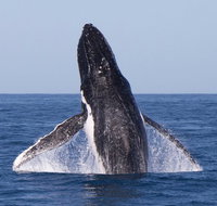 Full-Day Whale Watching Snorkeling and Swimming at Coral Bay - Tourism Brisbane