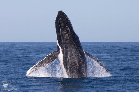 Full-Day Whale Watching Snorkeling And Swimming At Coral Bay - Tourism Brisbane 0